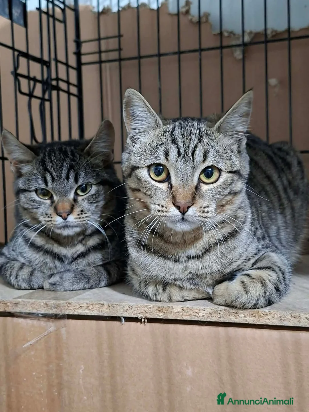 Altre razze gatti in regalo: SANDRA E RAIMONDO 🏡 a Provincia di Ancona - Annuncio 1