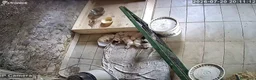 Lagotto cani in vendita: Cuccioli di Lagotto romagnolo  - Annuncio 3