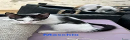 Meticcio gatti in regalo: Gattini in regalo a Siracusa  a Libero consorzio comunale di Siracusa - Annuncio 6