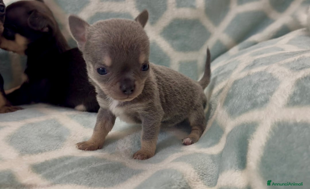 Chihuahua cani in vendita: Chihuahua  - Annuncio 15