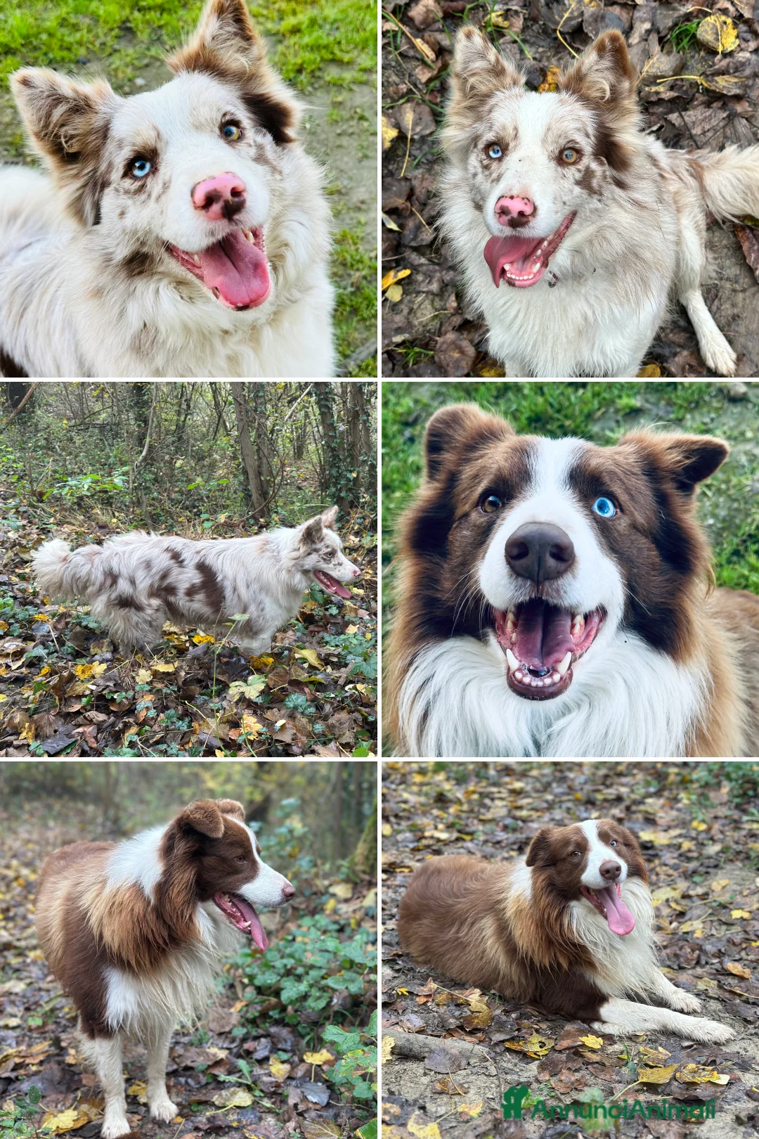 Border Collie cani in vendita: Ultimi border collie con pedigree - Annuncio 14