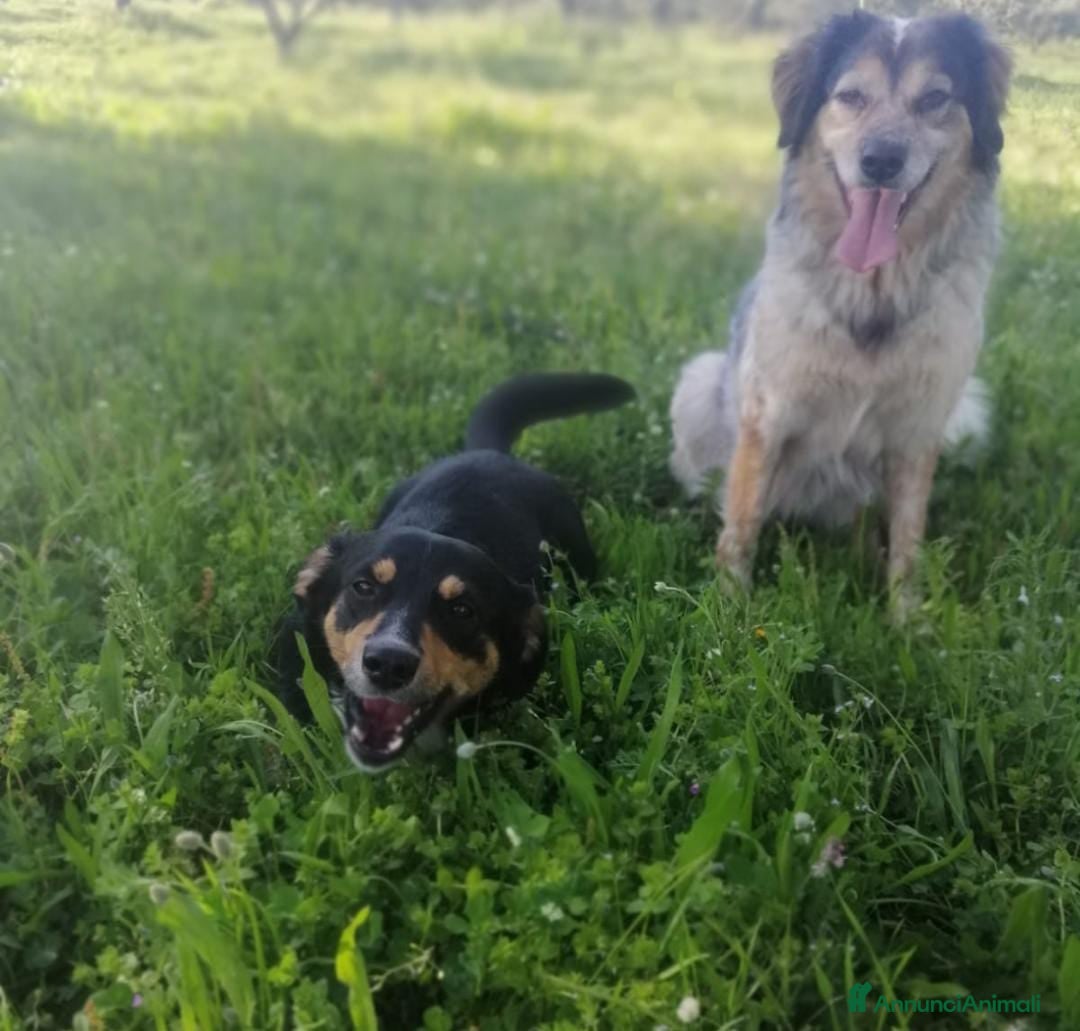 Meticcio cani in regalo: OSCAR 💙 - taglia medio piccola cerca casa!!! 😍 - Annuncio 7