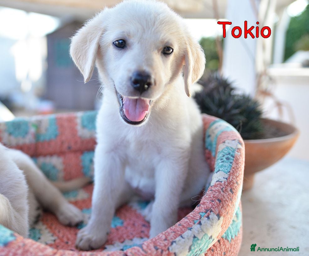 Labrador cani Quattro cuccioli incrocio labrador in adozione - Annuncio 1