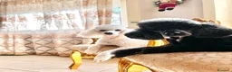 Barboncino cani in vendita: Barboncino Medio - Annuncio 2