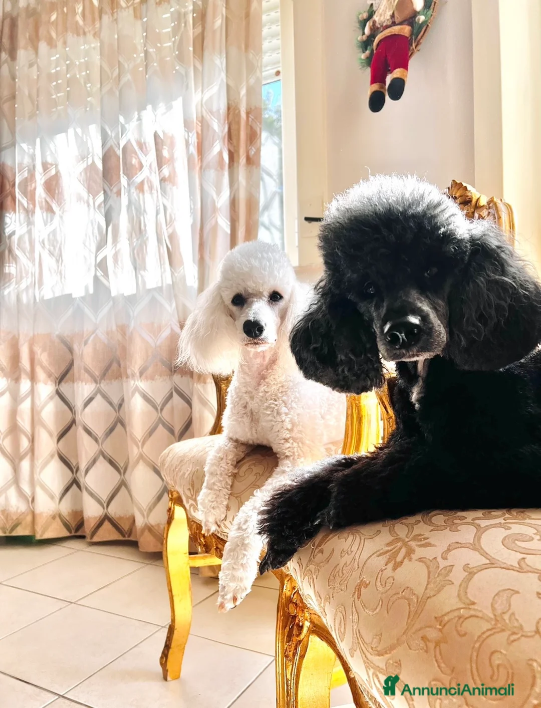 Barboncino cani in vendita: Barboncino Medio - Annuncio 2