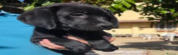 Labrador cani in vendita: Femmina Labrador con pedigree  - Annuncio 3