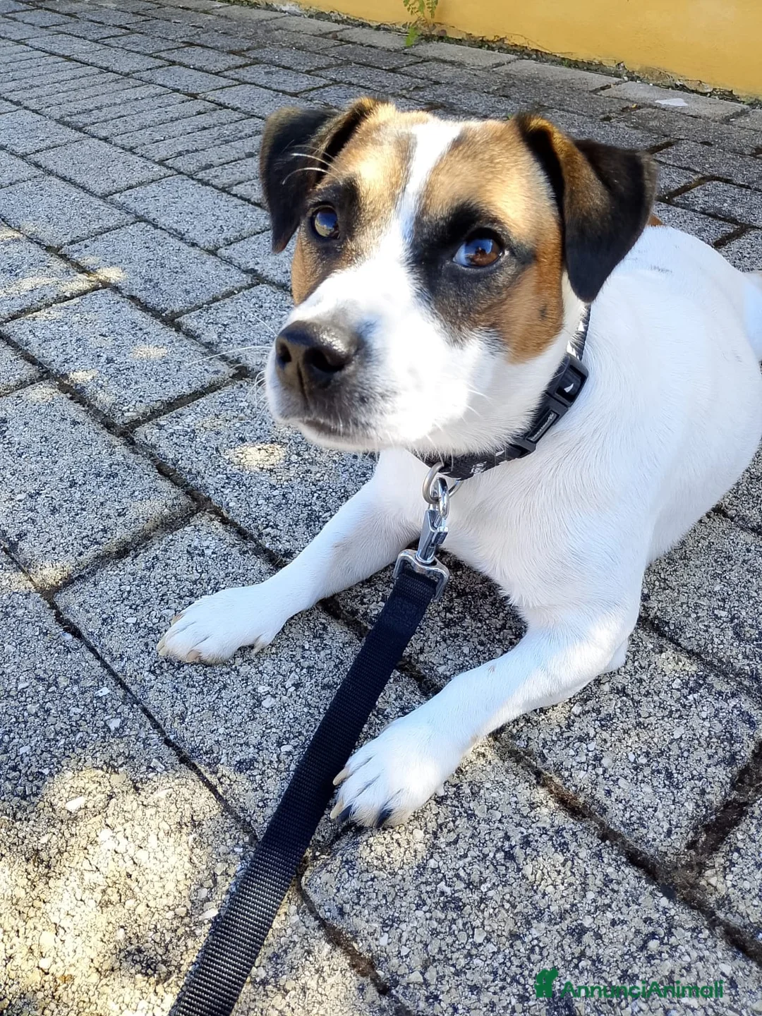 Jack Russell cani in vendita: Jack Russell  a Città metropolitana di Palermo - Annuncio 2