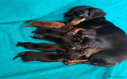 Bassotto cani in vendita: Cuccioli bassotti nani selezionati  a Provincia di Ferrara - Immagine 1