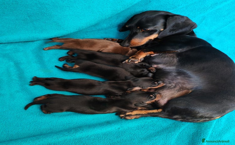 Bassotto cani a Provincia di Ferrara - Annuncio 9