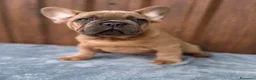 Bulldog Francese cani in vendita: Bulldog francese cuccioli - Annuncio 1