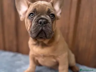 Bulldog Francese cani Bulldog francese cuccioli - Annuncio 14