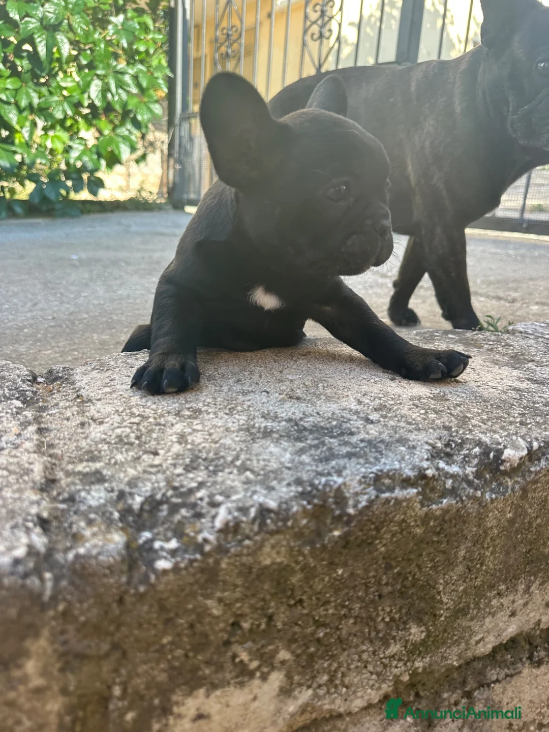 Bulldog Francese cani in vendita: bulldog francese nero tigrato cani animali - Annuncio 2