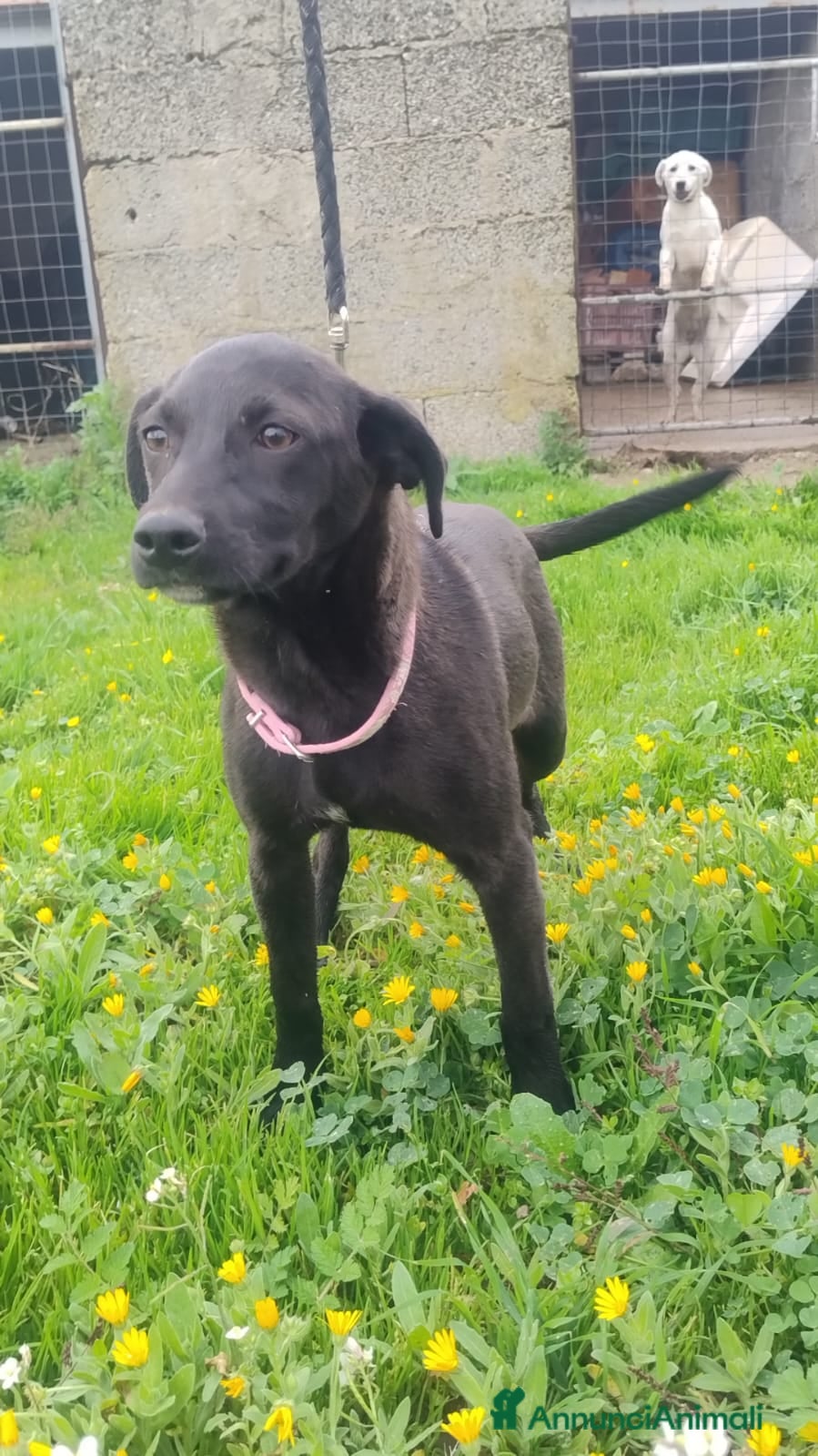 Meticcio cani Shila - Annuncio 35