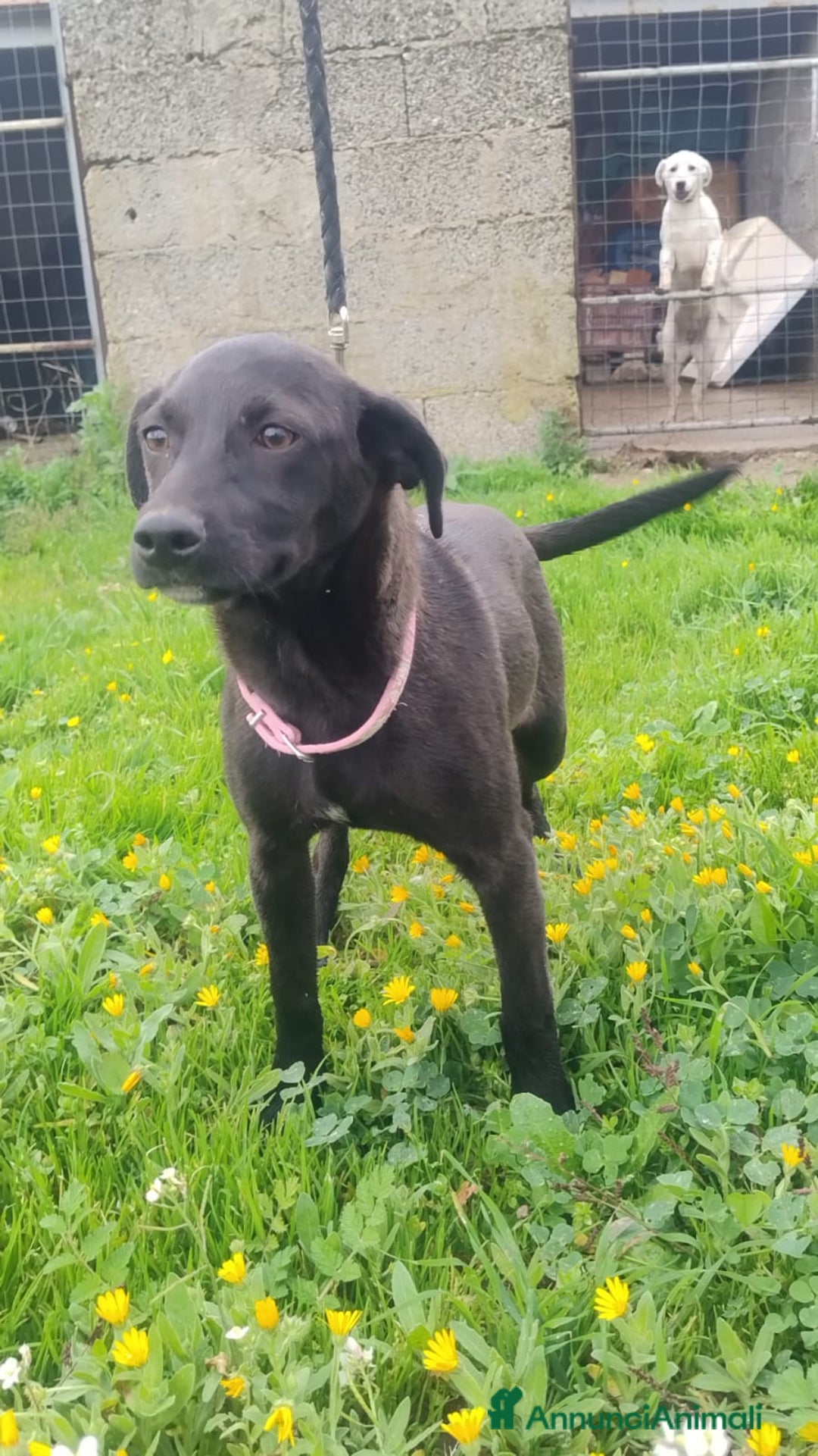 Meticcio cani in regalo: Shila - Annuncio 1