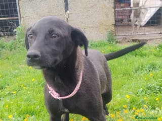 Meticcio cani Shila - Annuncio 35