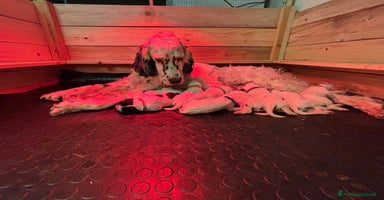 Setter Inglese cani a Provincia di Arezzo - Annuncio 12