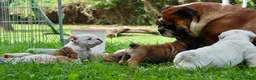 Bulldog cani in vendita: Cuccioli Bulldog Inglese con Pedigree - Annuncio 11