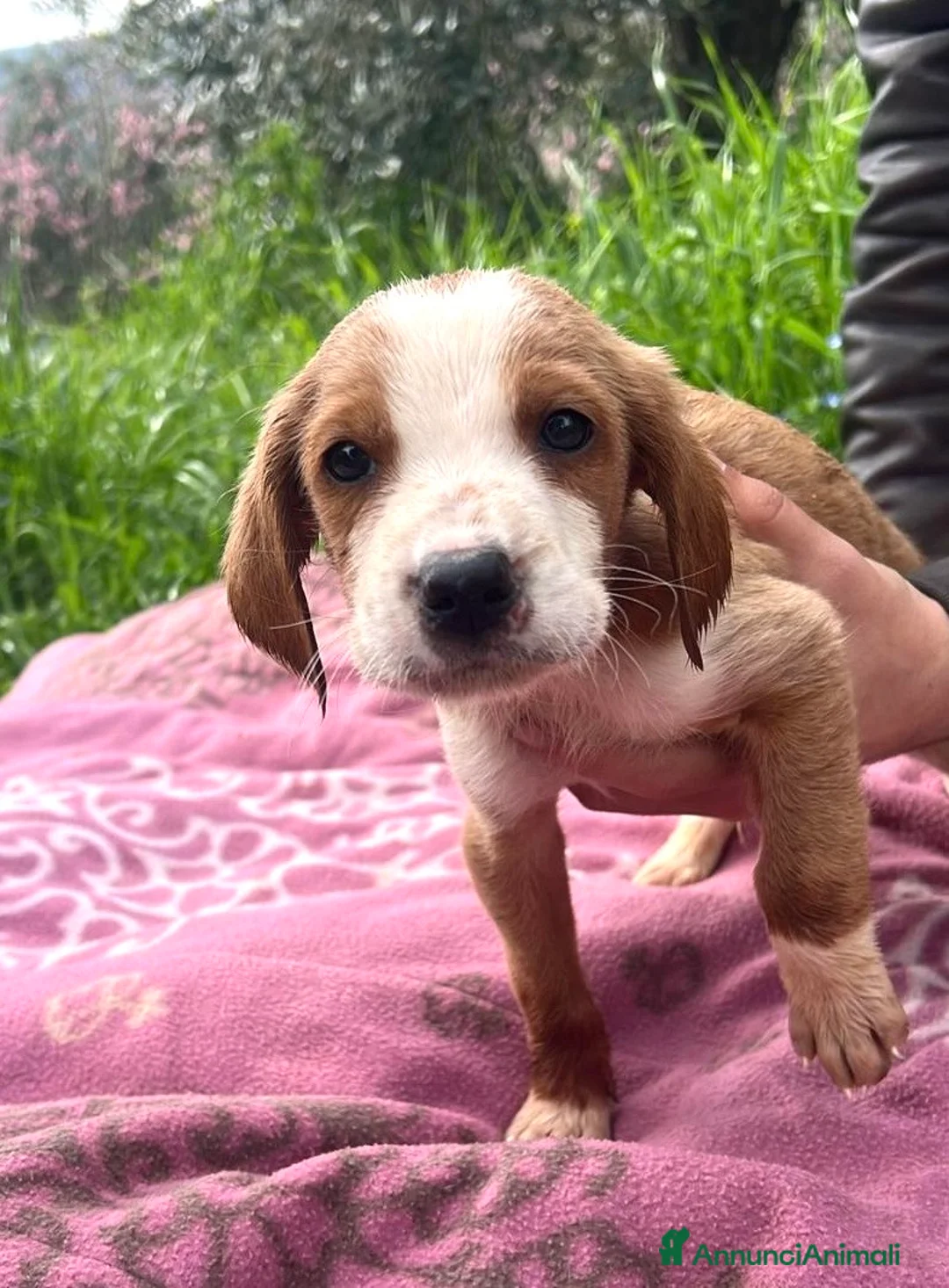 Meticcio cani in regalo: Cuccioli 2 mesi taglie medio contenute - Annuncio 1
