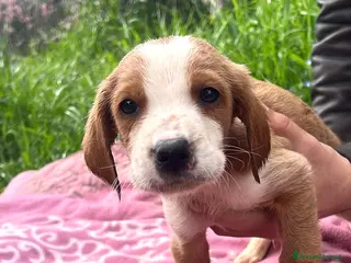 Meticcio cani Cuccioli 2 mesi taglie medio contenute - Annuncio 4