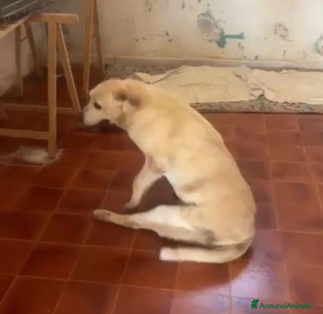 Meticcio cani in regalo: Nini 10anni INVESTITA E LASCIATA LÌ! IN CANILE.SUD - Annuncio 2
