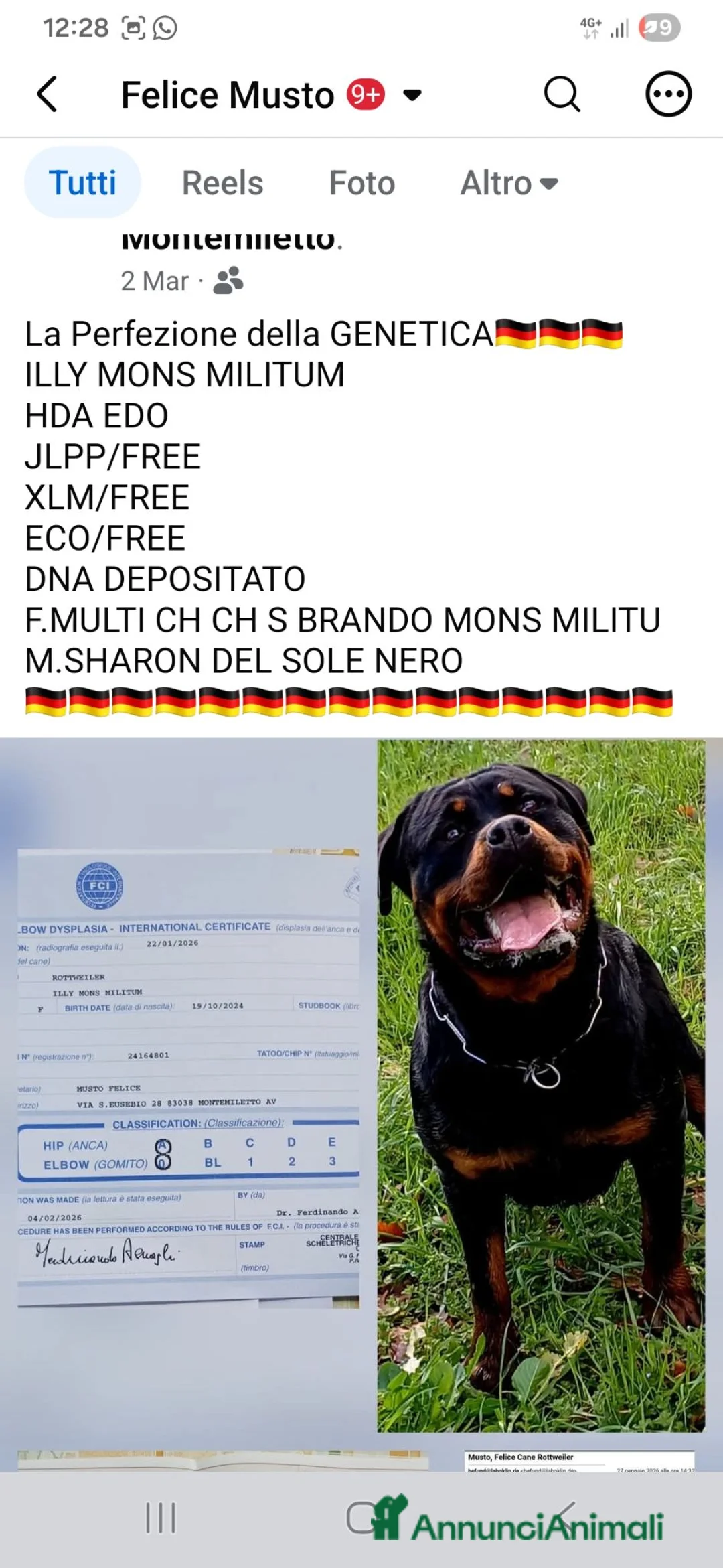 Rottweiler cani in vendita: Cuccioli rottweiler  - Annuncio 1