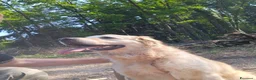 Golden Retriever cani in regalo: Splendido Golden Retreiver - CASPER - Annuncio 4