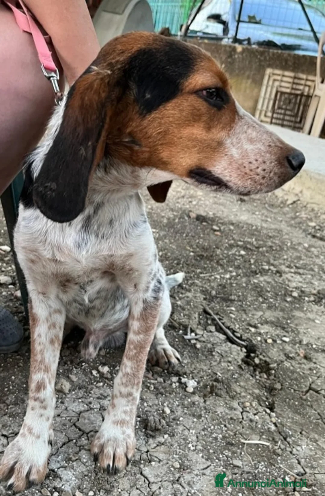 Meticcio cani in regalo: Ulisse mix Beagle 2anni kg12 SOS SICILIA - Annuncio 6