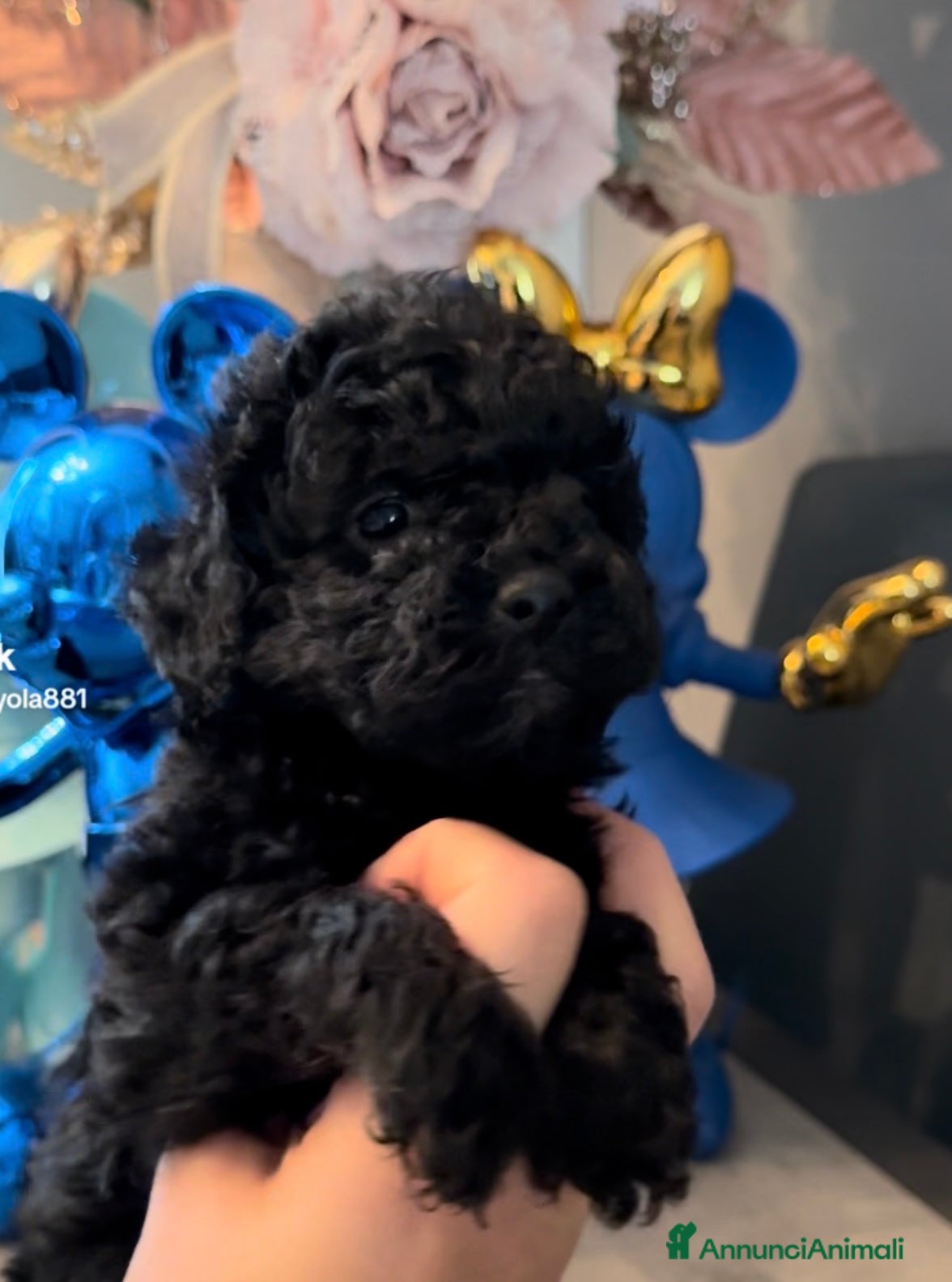 Barboncino cani Cuccioli di barboncino - Annuncio 3