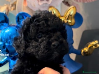 Barboncino cani Cuccioli di barboncino - Annuncio 3