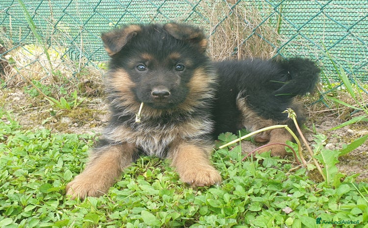 Pastore Tedesco cani a Provincia autonoma di Trento - Annuncio 3