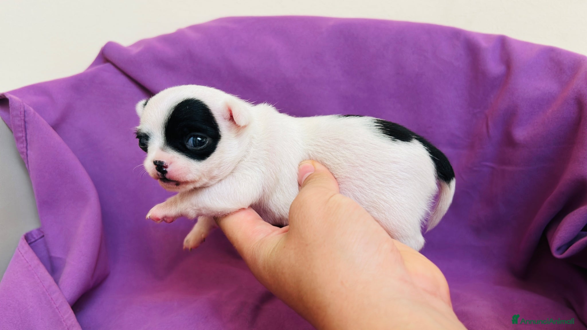 Chihuahua cani Chihuahua  - Annuncio 1
