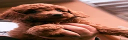 Barboncino cani in vendita: Cucciolo di barboncino  - Annuncio 4