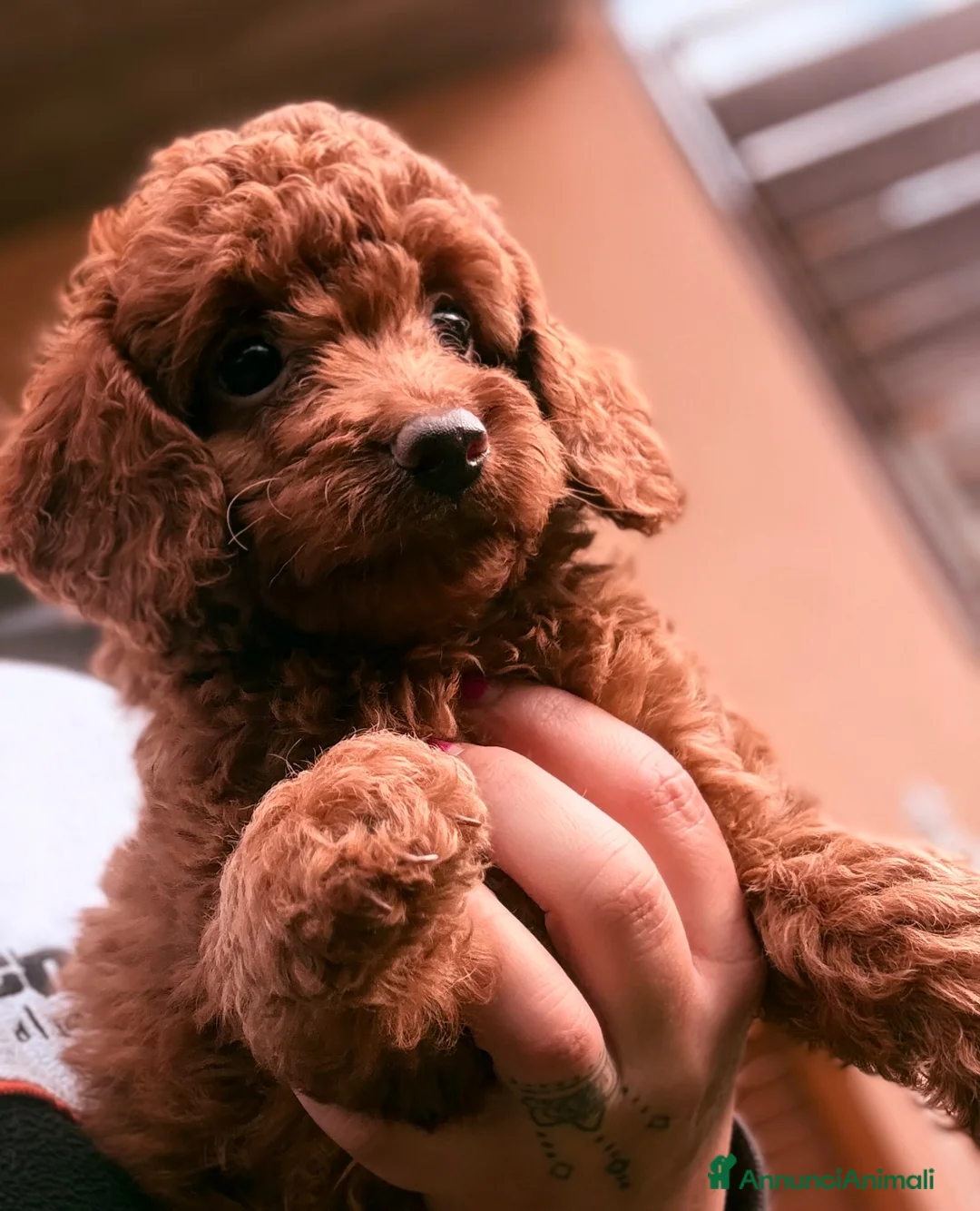 Barboncino cani in vendita: Cucciolo di barboncino  - Annuncio 4