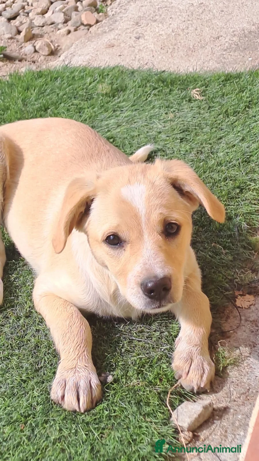 Meticcio cani in regalo: Mirtilla  a Provincia di Crotone - Annuncio 7