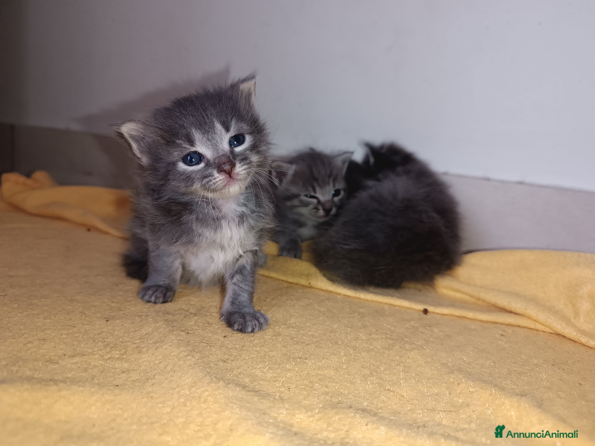 Certosino gatti Gattini  - Annuncio 1
