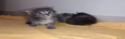 Certosino gatti in vendita: Gattini  - Annuncio 1