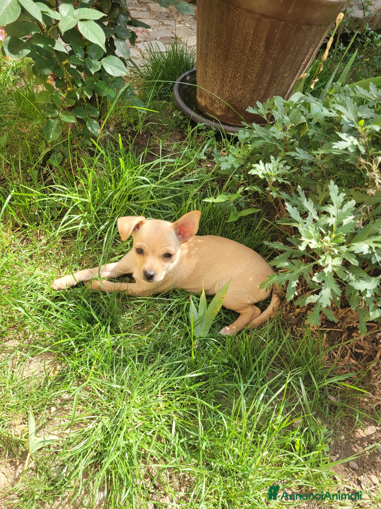 Russkiy Toy cani in vendita: russkiy toy in vendita - Annuncio 4