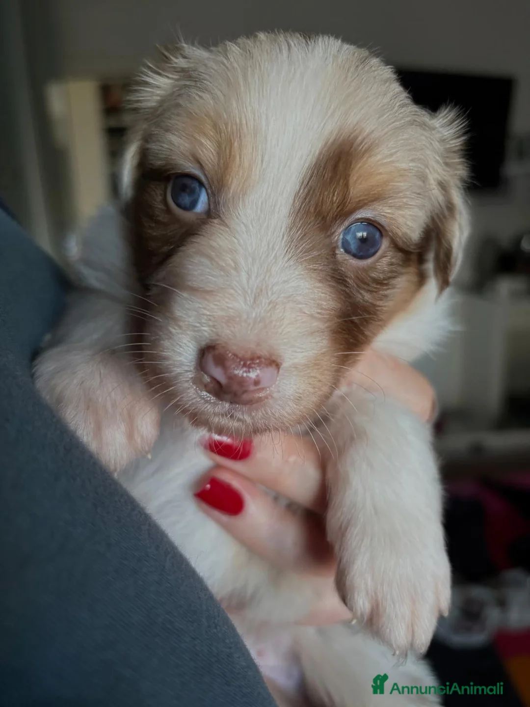 Australian Shepherd cani in vendita: Pastore Australiano red merle, pedigree ENCI - Annuncio 4