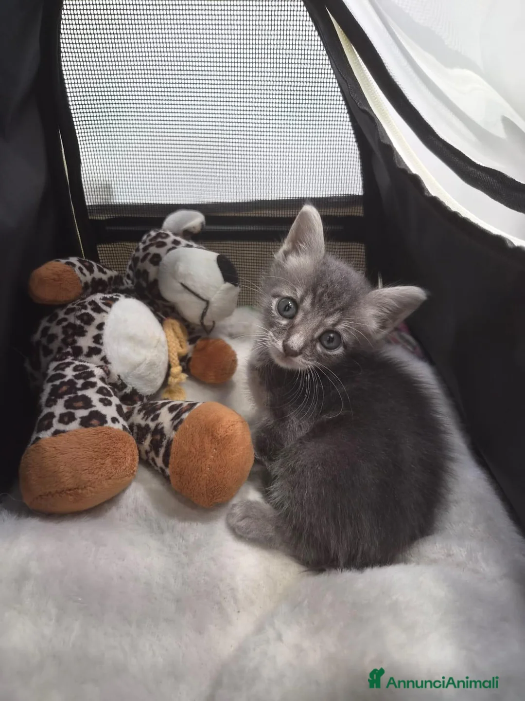 Europeo gatti in regalo: Eclipse, una gattina in miniatura 💖  - Annuncio 1