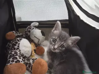 Europeo gatti Eclipse, una gattina in miniatura 💖 - Annuncio 2