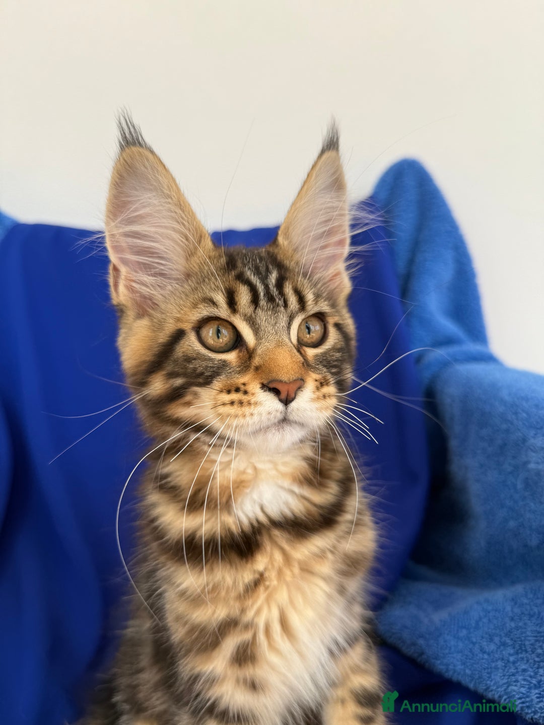 Maine Coon gatti in vendita: Cucciola di Maine coon disponibile  a Provincia di Novara - Immagine 3