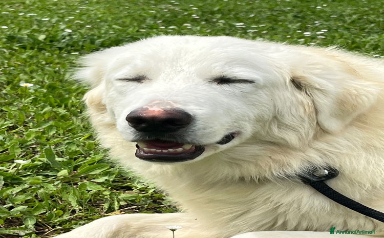 Meticcio cani a Città metropolitana di Roma Capitale - Annuncio 12