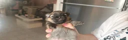 Volpino Pomerania cani in vendita:  Cuccioli di Pomerania Spitz Nano ENCI  - Annuncio 2