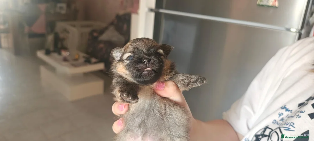 Volpino Pomerania cani in vendita:  Cuccioli di Pomerania Spitz Nano ENCI  - Annuncio 2