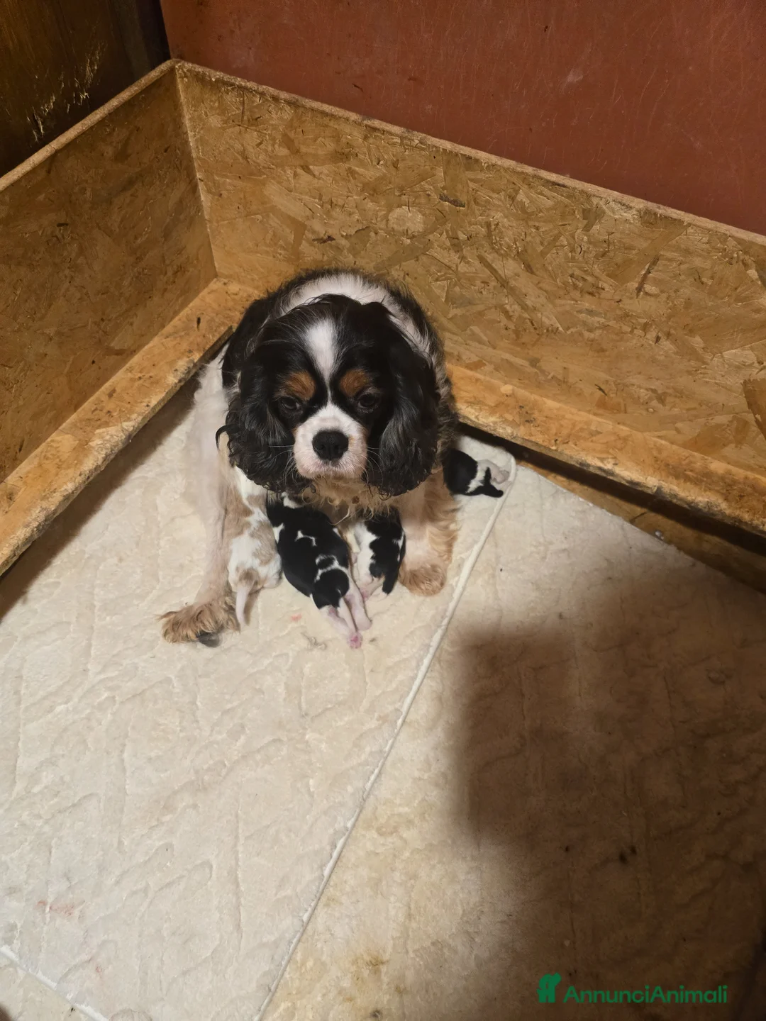 Cavalier King cani in vendita: Cuccioli di Cavalier King Charles Spaniel - Annuncio 1