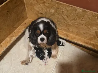 Cavalier King cani Cuccioli di Cavalier King Charles Spaniel - Annuncio 2