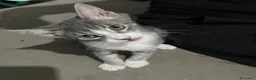 Meticcio gatti in regalo: Adozione gattini  - Annuncio 5
