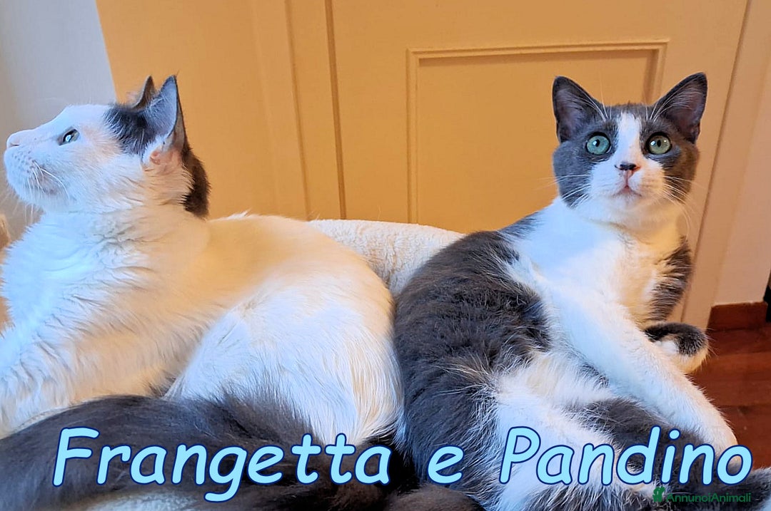 Europeo gatti in regalo: Scorri pure… sappi che potresti spezzarti il cuore - Annuncio 2