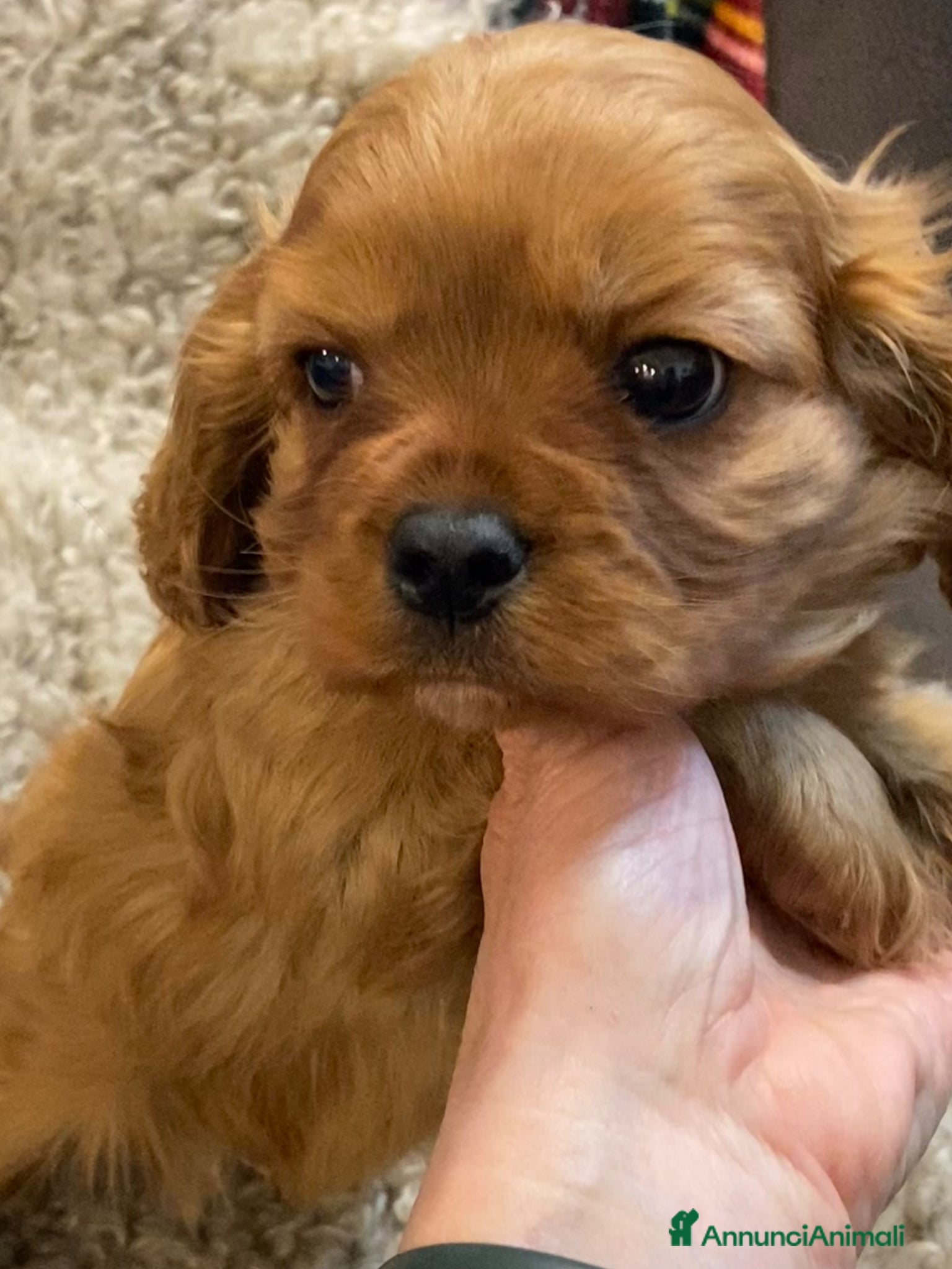 Cavalier King cani Cavalier king Rubin con pedigree - Annuncio 1
