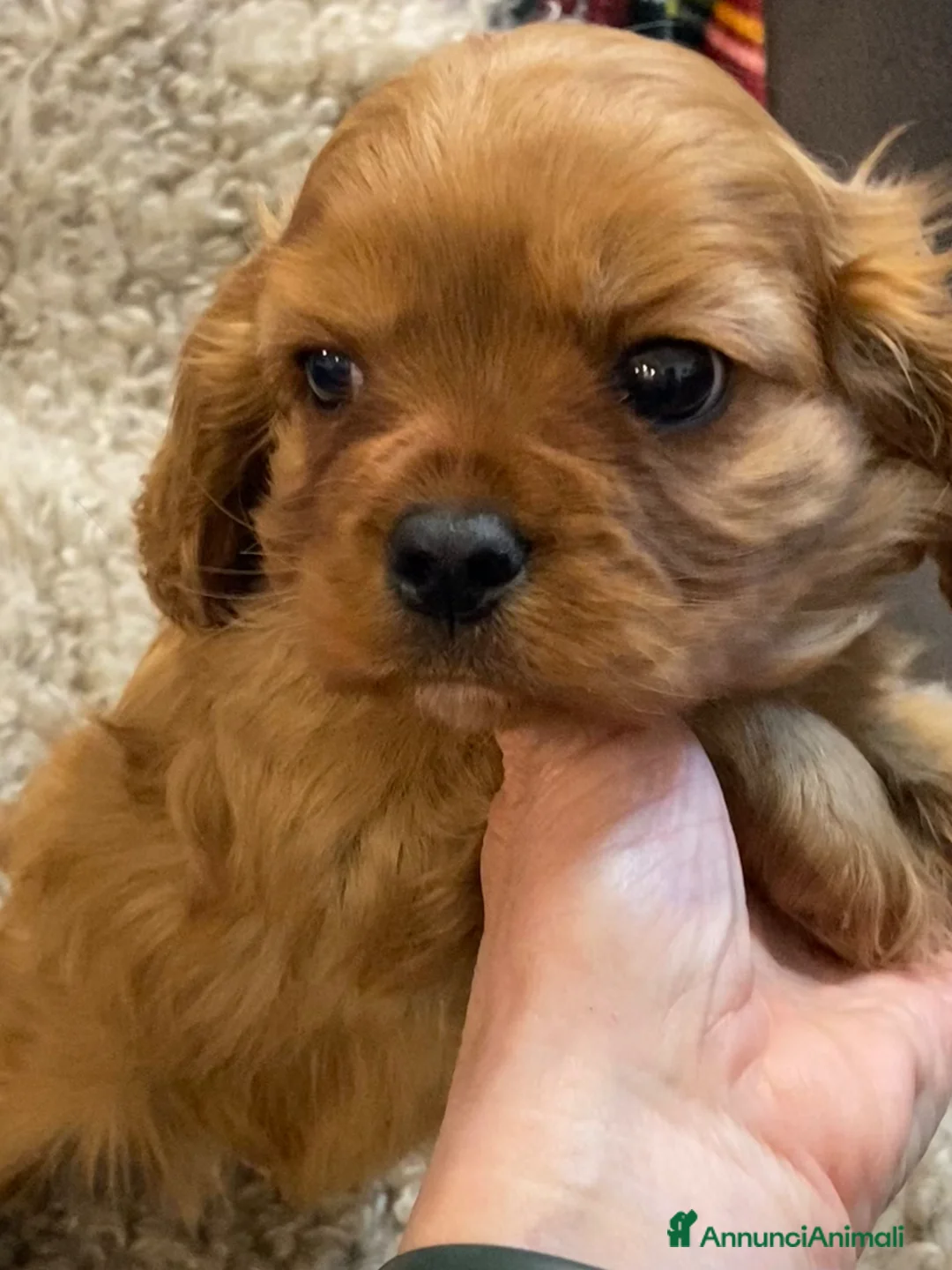 Cavalier King cani in vendita: Cavalier king Rubin con pedigree - Annuncio 1